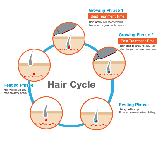 Hair Growth Cycle