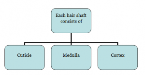 hair shaft