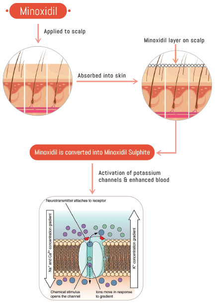 Activation of Minoxidil