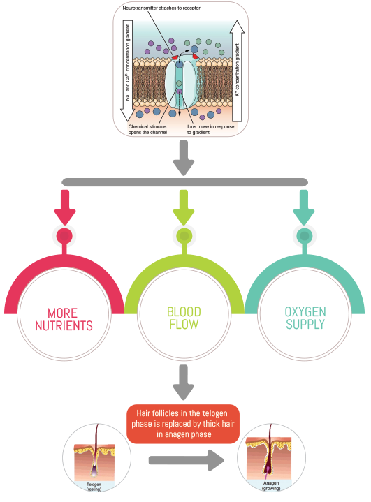 How Topical Minoxidil Works